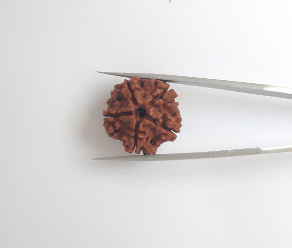 5 Mukhi Nepali Rudraksha