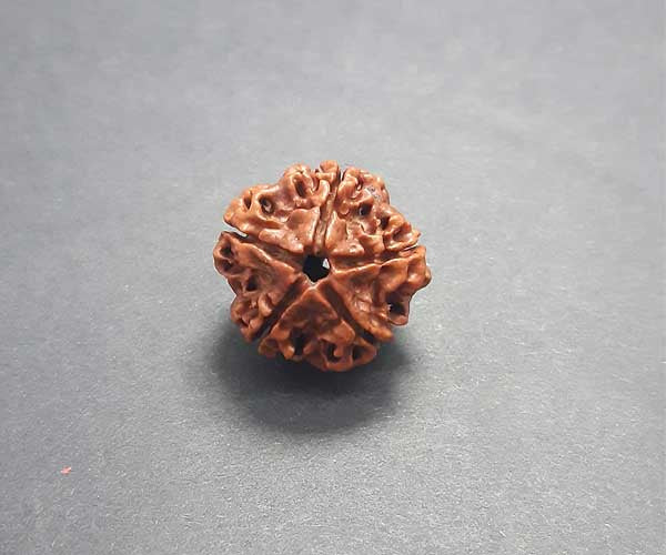 5 Mukhi Nepali Rudraksha