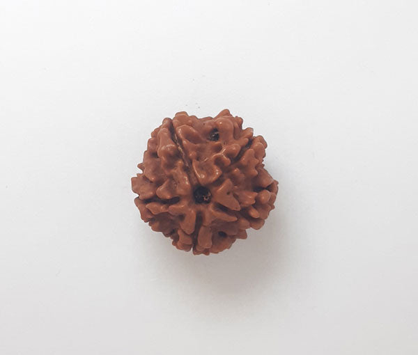 5 Mukhi Nepali Rudraksha