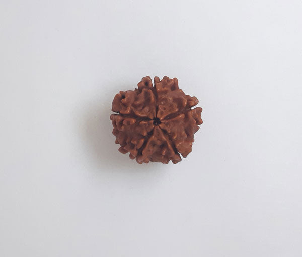 5 Mukhi Nepali Rudraksha