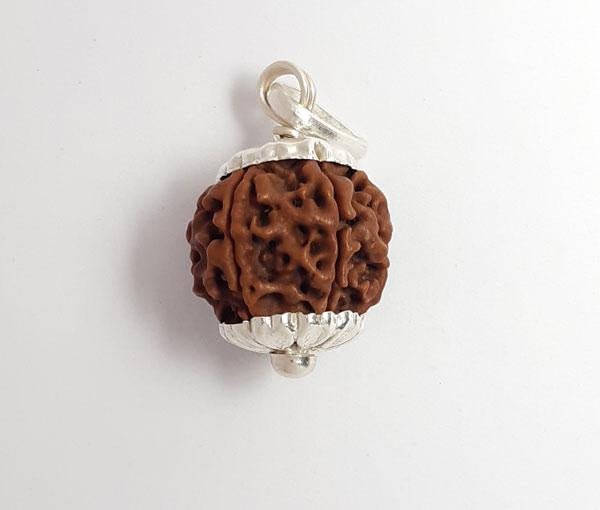 6 Mukhi Nepali Rudraksha