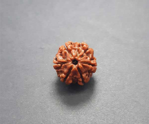 6 Mukhi Nepali Rudraksha