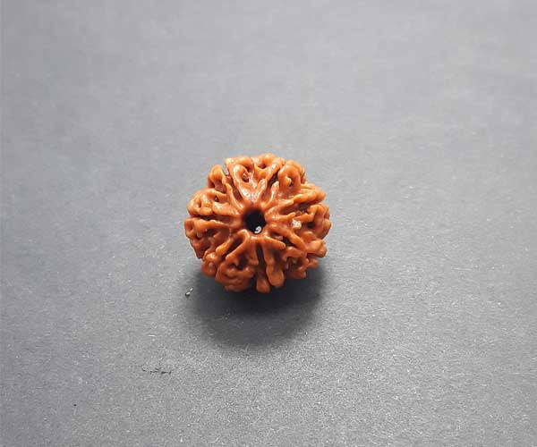 7 Mukhi Nepali Rudraksha