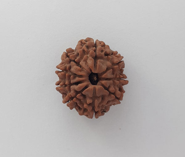 9 Mukhi Nepali Rudraksha