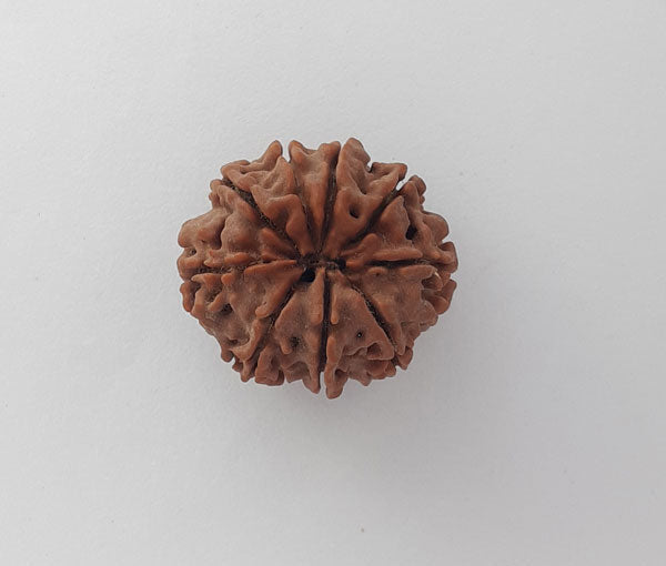 9 Mukhi Nepali Rudraksha