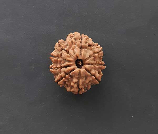 9 Mukhi Nepali Rudraksha