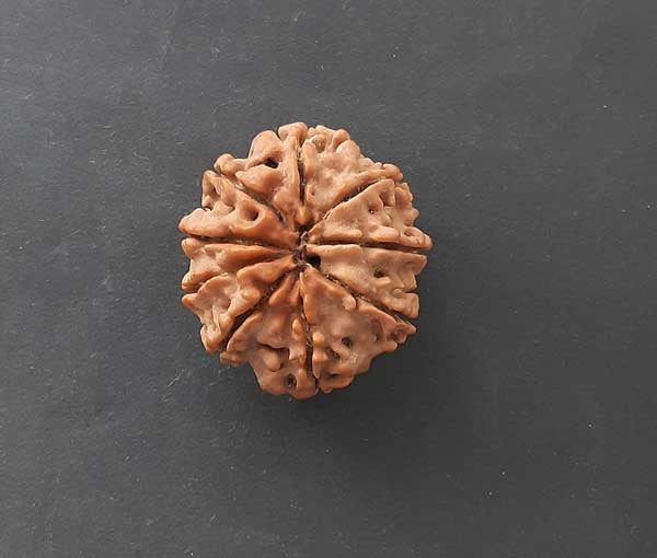 9 Mukhi Nepali Rudraksha