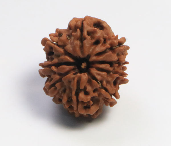 9 Mukhi Nepali Rudraksha