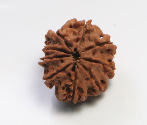 9 Mukhi Nepali Rudraksha