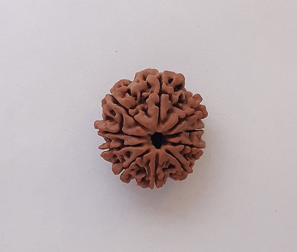 10 Nepali Rudraksha