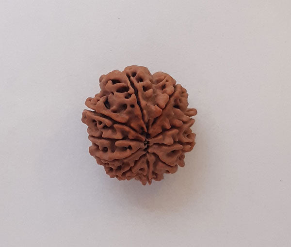 10 Nepali Rudraksha