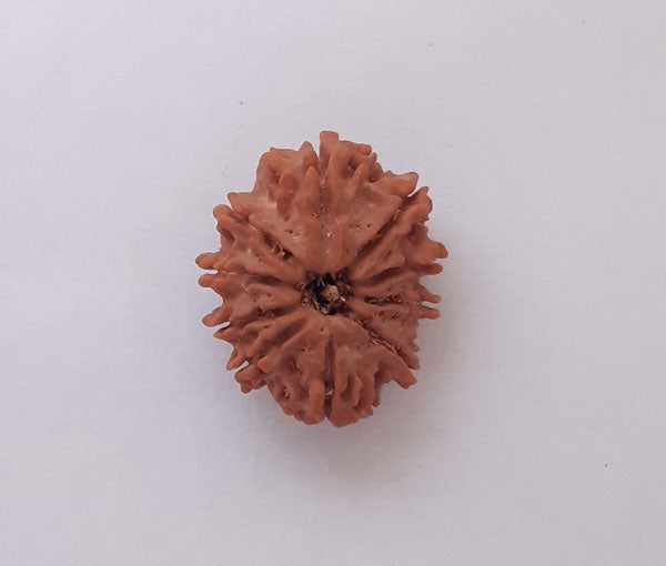 10 Nepali Rudraksha