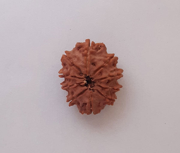 10 Nepali Rudraksha