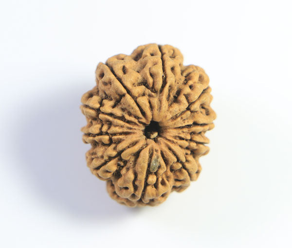 10 Nepali Rudraksha