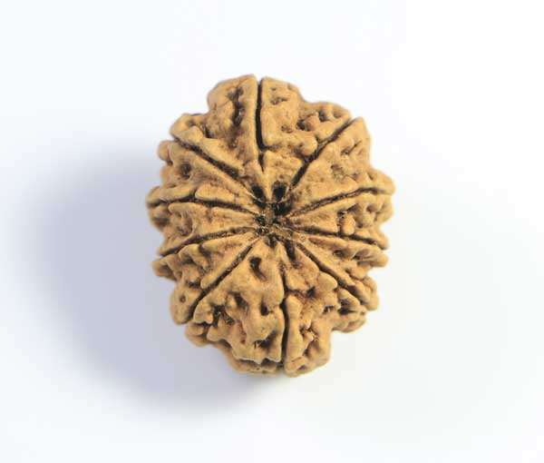 10 Nepali Rudraksha