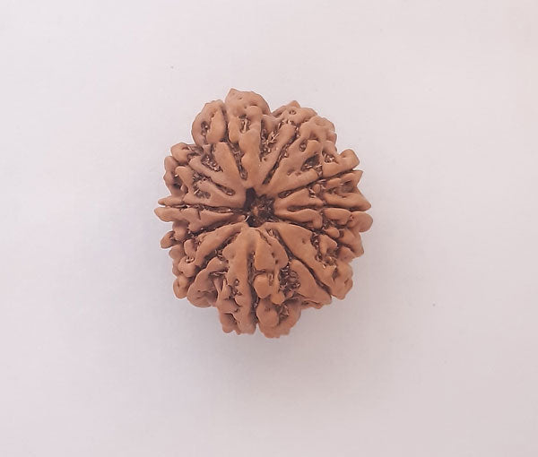 11 Mukhi Nepali Rudraksha