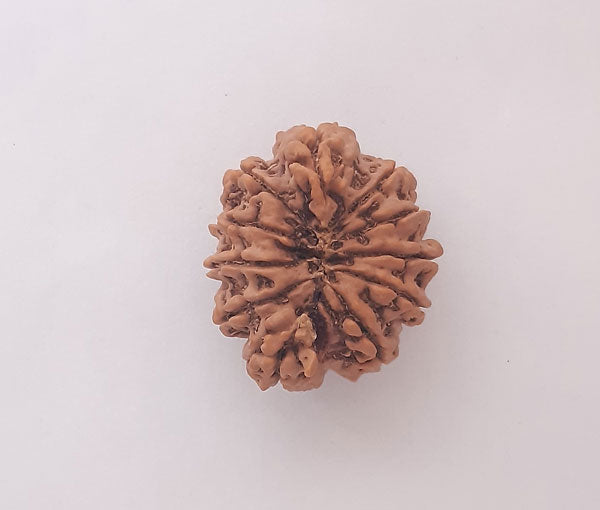 11 Mukhi Nepali Rudraksha