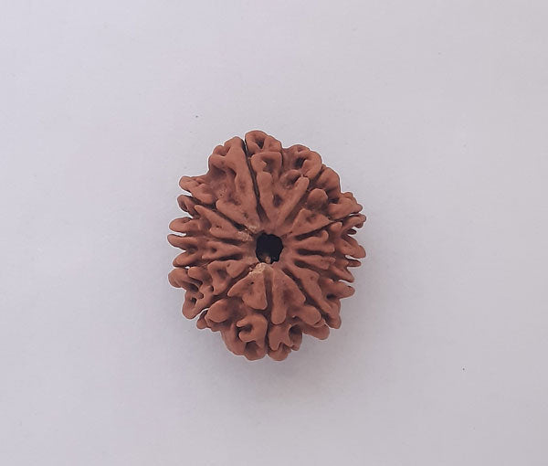 11 Mukhi Nepali Rudraksha