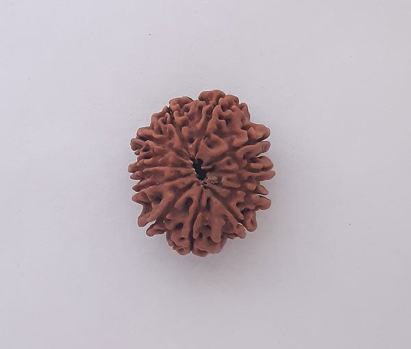 11 Mukhi Nepali Rudraksha