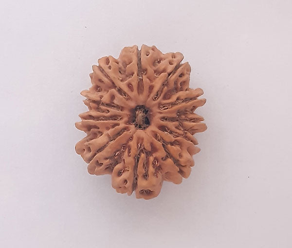 11 Mukhi Nepali Rudraksha