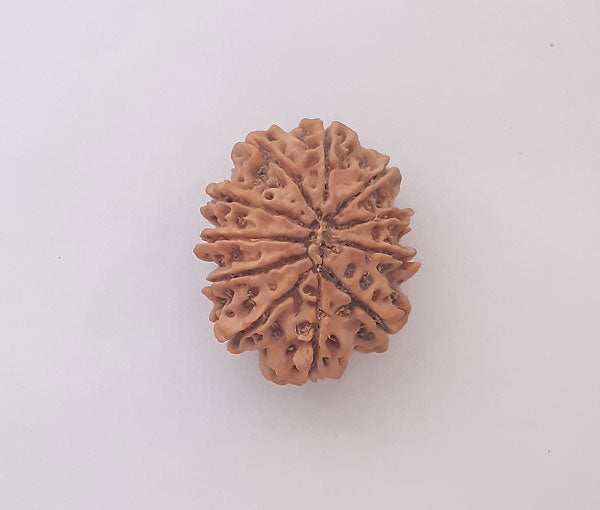 11 Mukhi Nepali Rudraksha