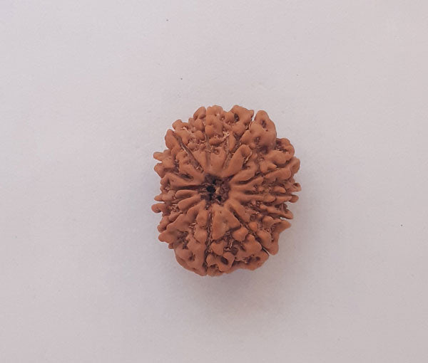 12 Mukhi Nepali Rudraksha