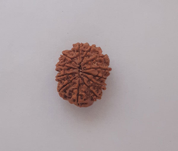 12 Mukhi Nepali Rudraksha