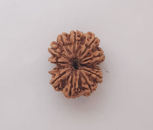 12 Mukhi Nepali Rudraksha