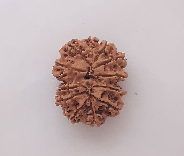 12 Mukhi Nepali Rudraksha