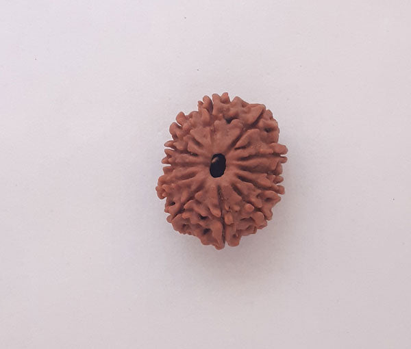 12 Mukhi Nepali Rudraksha