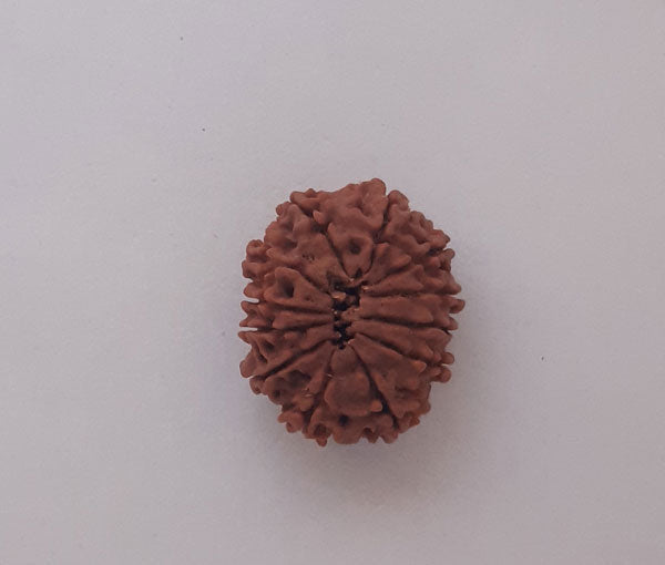 12 Mukhi Nepali Rudraksha