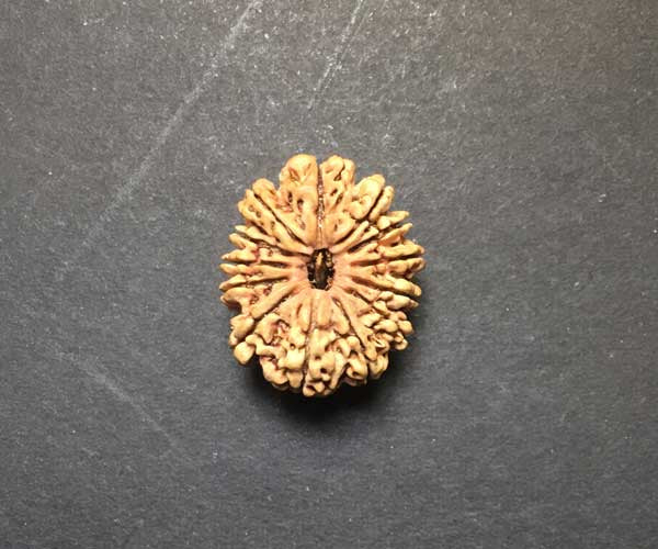 13 Mukhi Nepali Rudraksha