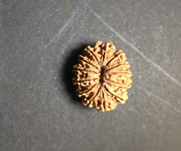 13 Mukhi Nepali Rudraksha