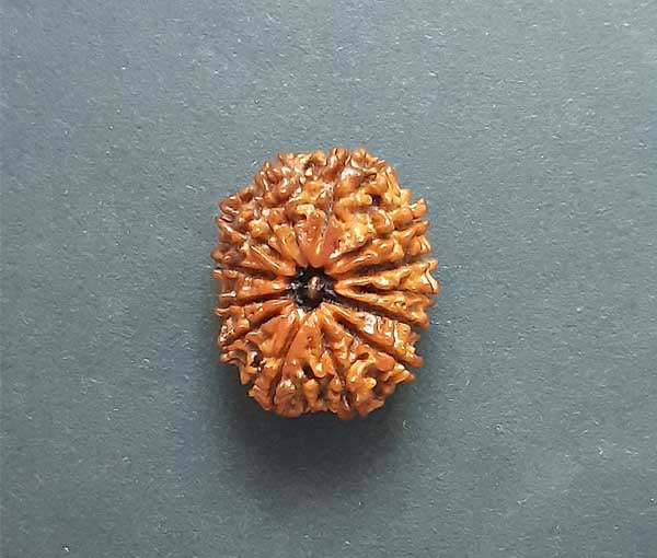 13 Mukhi Nepali Rudraksha