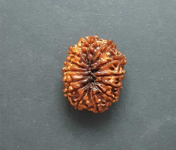 13 Mukhi Nepali Rudraksha