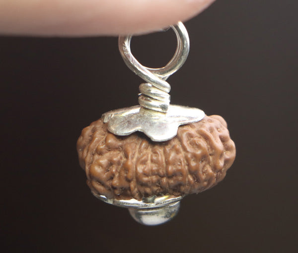 14 Mukhi Java Rudraksha