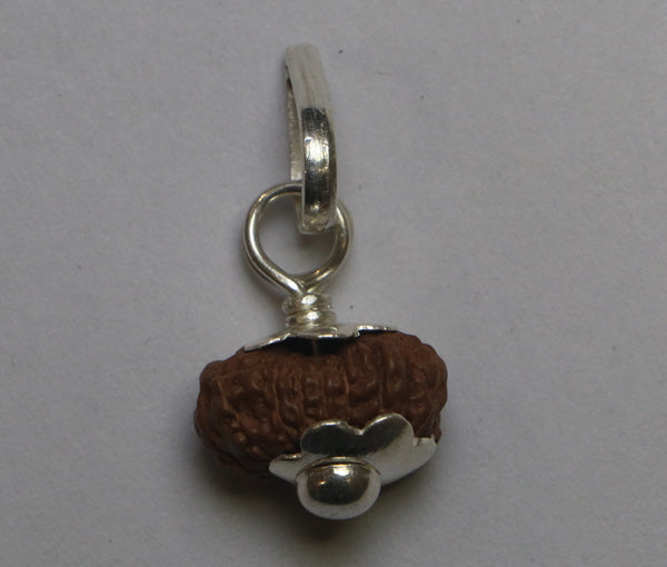 14 Mukhi Java Rudraksha