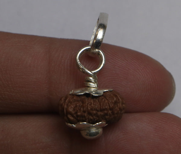 14 Mukhi Java Rudraksha