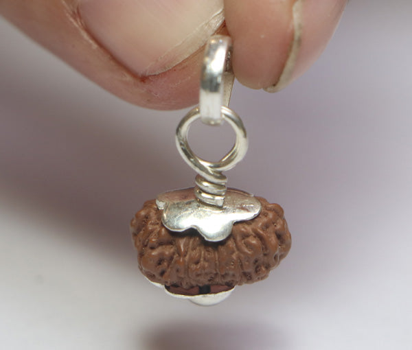 14 Mukhi Java Rudraksha