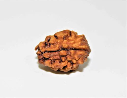 2 Mukhi Rudraksha Himalayan