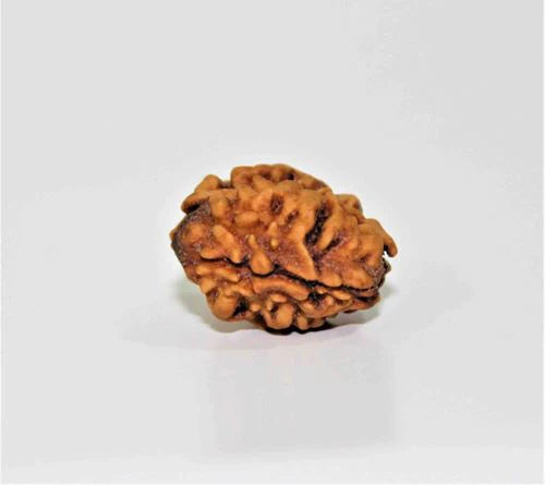 2 Mukhi Rudraksha Himalayan