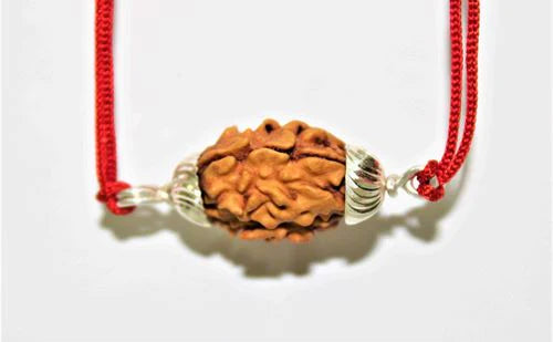 2 Mukhi Rudraksha Himalayan