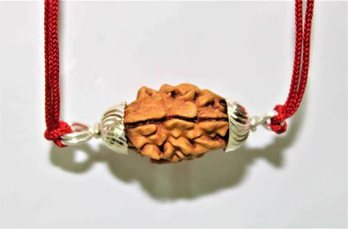 2 Mukhi Rudraksha Himalayan