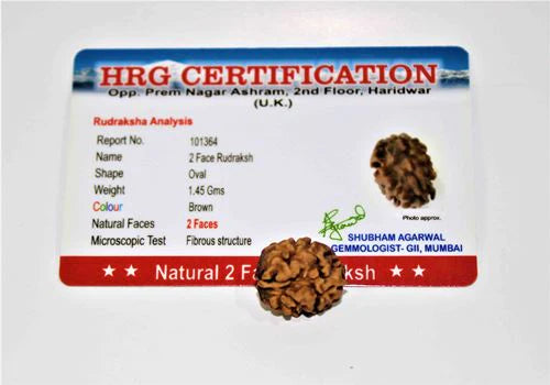 2 Mukhi Rudraksha Himalayan