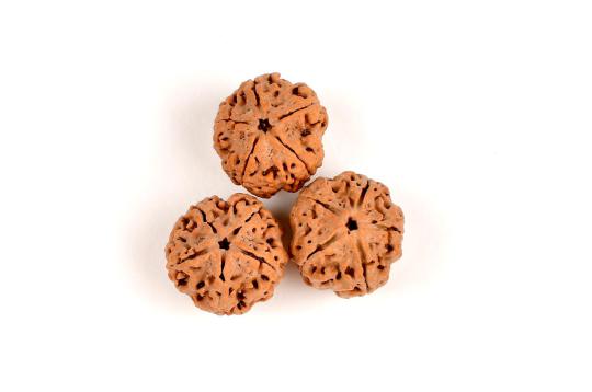 Rudraksha Water Bead