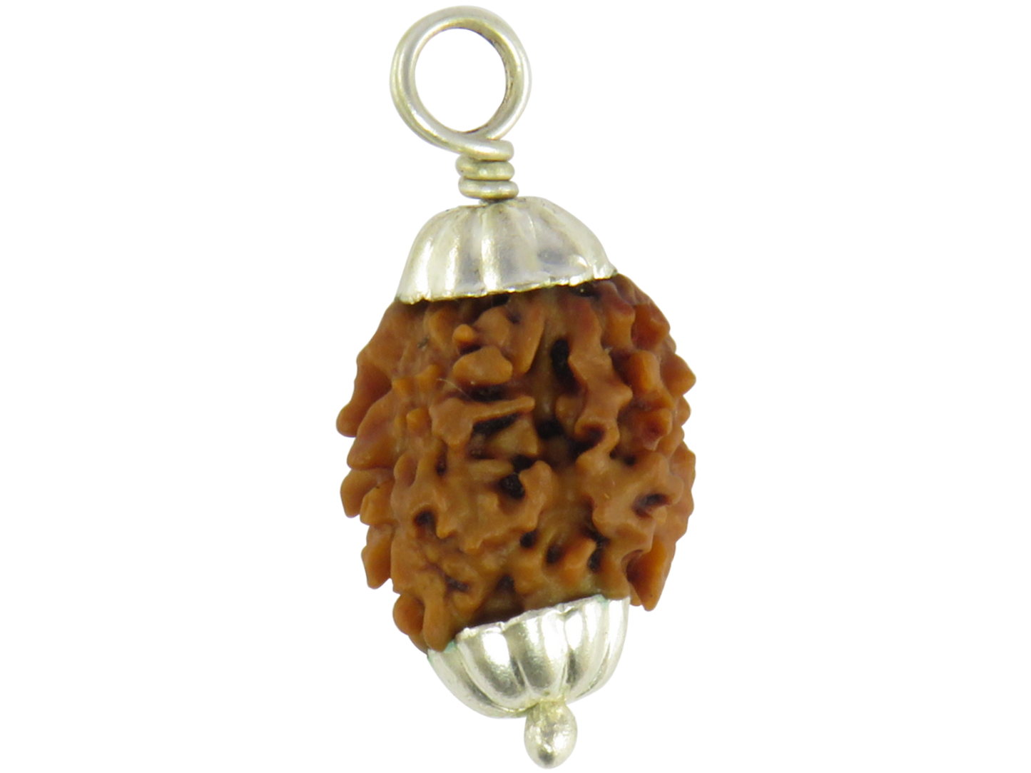 2 Mukhi Rudraksha Himalayan