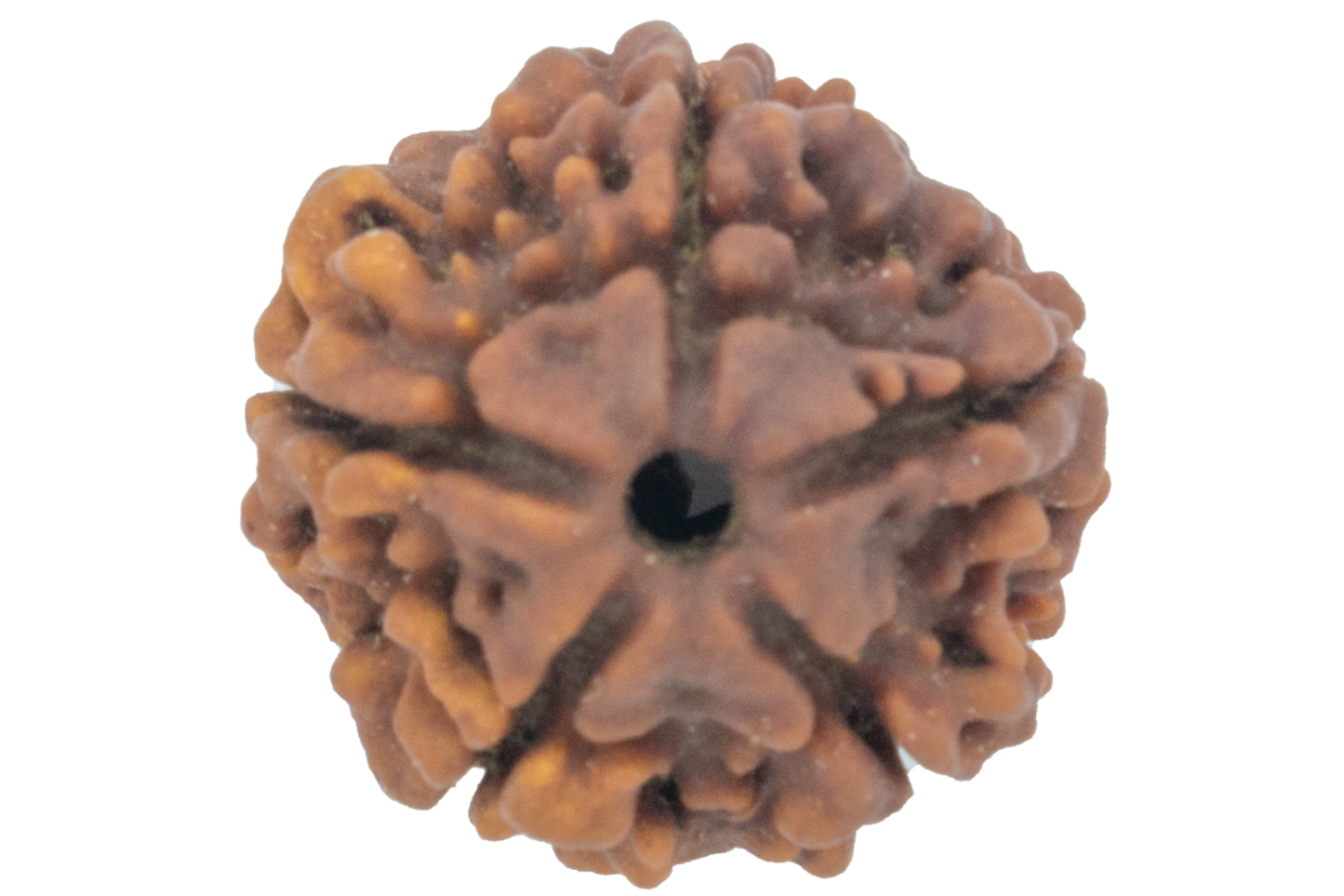 5 Mukhi Nepali Rudraksha