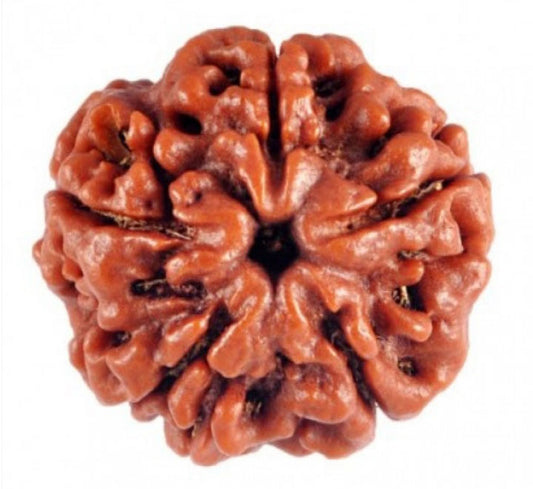 5 Mukhi Nepali Rudraksha