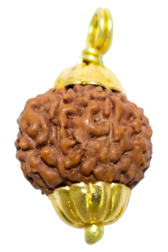 8 Mukhi Java Rudraksha