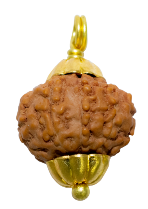 9 Mukhi Java Rudraksha